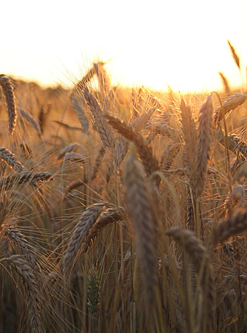 Nature, Sun, Field, Ears, Sunlight, Spikes, Sun Rays HD phone wallpaper