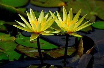 Flowers, Water, Leaves, Water Lilies, Glare, Close-Up HD wallpaper