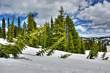 Winter - forest, clouds, Winter, sky, forest HD wallpaper