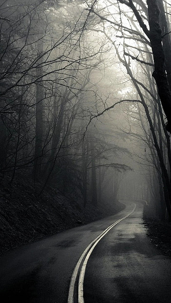 Full Black, Dark Forest HD phone wallpaper