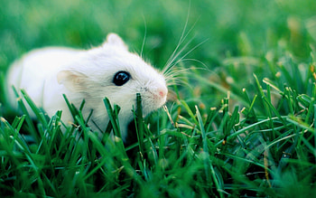 Cute hamster, Adorable pet, Christopher Peltier, Animal lover HD wallpaper