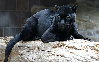 Animals, To Lie Down, Lie, Muzzle, Predator, Big Cat, Panther HD wallpaper
