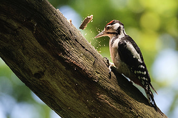 Woodpecker, Animals, , Nature HD wallpaper
