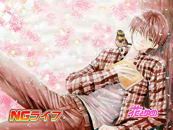 Hey, I'm Trying to Sleep, nap, anime, bird, boy, sakura HD wallpaper
