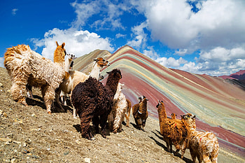 Llamas at Rainbow Mountain, Cusco, Peru, llamas, nature, mountains, peru HD wallpaper