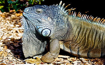 Motionless Iguana, reptiles, iguana, zoo, animals HD wallpaper