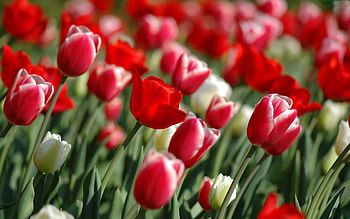 Plants, Flowers, Tulips HD wallpaper