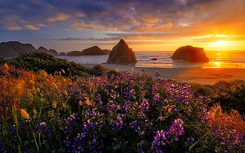 Sea sunset, sea, coast, beautiful, rocks, beach, wildflowers, reflection, sunset, ocean HD wallpaper