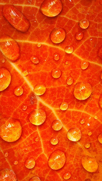 Orange Colour, Orange Colour Leaf, Orange Leaf HD phone wallpaper