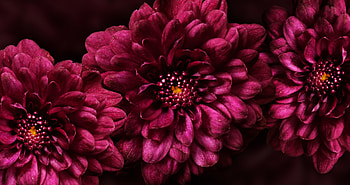 Flowers, Flower, Dark, Petals, Buds HD wallpaper