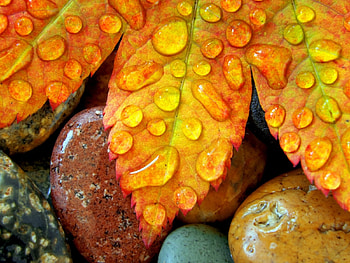 Background, Leaves, Drops HD wallpaper