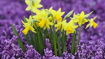 Katie Heath, Daffodils HD wallpaper