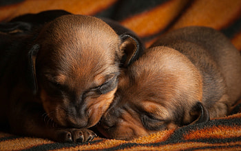 Two puppies sleeping, animal, dog, puppy, loyal, baby, friend, pet, sleep HD wallpaper
