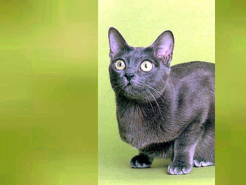 Cat on green background, animal, kitten, grey, green, cat HD wallpaper