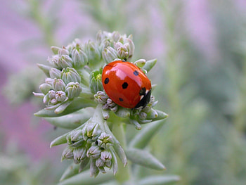 Grass, Macro, Insect, Stains, Spots, Ladybug, Crawl, Ladybird HD wallpaper