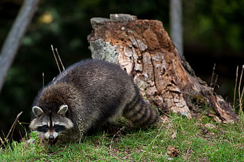 Masked bandit, Playful gestures, Procyon lotor, Wildlife graphy HD wallpaper