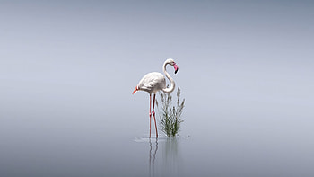 Standing Still Flamingos , flamingos, birds, minimalism, minimalist, artist, artwork, digital-art HD wallpaper