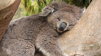 Sleeping, Koalas HD wallpaper