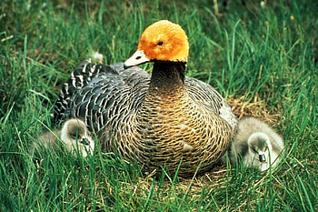 Duck w Ducklings, duck, beautiful, , ducklings HD wallpaper