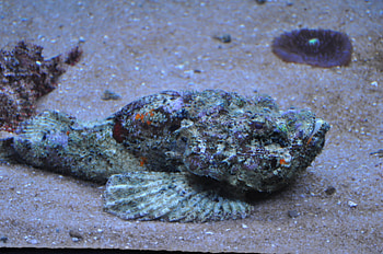 Stone fish, sea, stone, camouflage, fish HD wallpaper