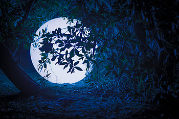 Night, Shine, Light, Miscellanea, Miscellaneous, Branches, Ball, Glow HD wallpaper