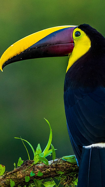 Eye-catching design, Stunning , Captivating beauty HD phone wallpaper