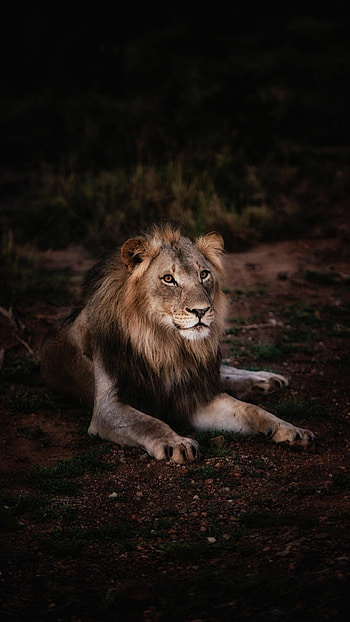 Lion's strength, Noble pose, Stunning visuals, Top background choice HD phone wallpaper