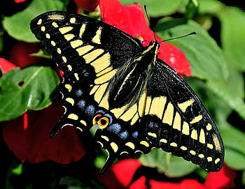 The colorful Anise, green leaves, butterfly, yellow black blue, anise, swallowtail, red flower HD wallpaper