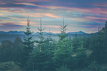 Landscape, Nature, Mountains, Coniferous, Forest, Ate, Bavaria HD wallpaper