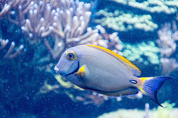 A vivid tang fish swimming gracefully in a vibrant coral reef underwater scene, showcasing marine life beauty. HD wallpaper