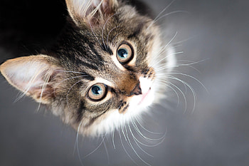 How are you?, pisica, animal, kitten, face, cute, cat HD wallpaper