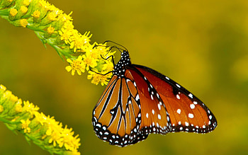 Butterfly, Animal HD wallpaper