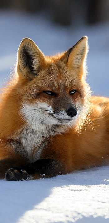 Predator fox, , Samsung Galaxy S8 HD phone wallpaper