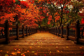 November Colorful Golden Shine Tree Glow Branches Autumn Colors Nice Fall Nature Beautiful Lovely Reflection Foliage HD wallpaper
