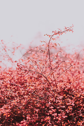 Nature, Sky, Leaves, Light, Branches, Light Coloured, Spring HD phone wallpaper