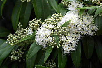 Myrtle Herb, Local treasure, Queensland specialty, Unique aroma HD wallpaper