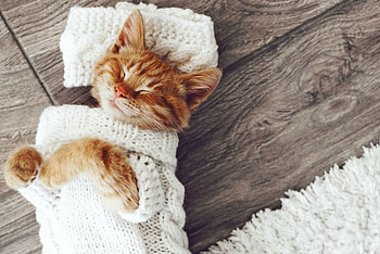 Cute Kitten , sweet, kitten, kitty, graphy, cute, cat HD wallpaper