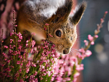 Animals, Squirrel HD wallpaper