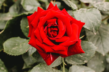 Close-up of a vivid red rose bloom in a garden setting, symbolizing love and romance. HD wallpaper