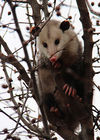 Watchful opossum, Wing surveillance, Airlift wing, Military operations HD phone wallpaper
