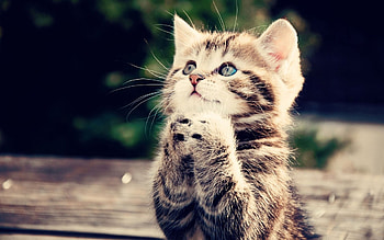 Animals, Cats HD wallpaper