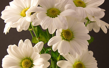 Chyrsanthemum, , High-resolution, beauty HD wallpaper