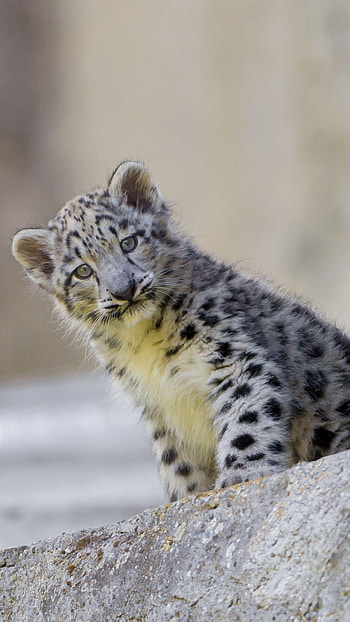 Snow Leopard, Baby , Top HD phone wallpaper