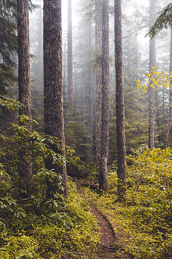 Nature, Trees, Bush, Forest, Fog, Path HD phone wallpaper