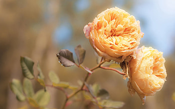 Flowers, Roses, Petals, Buds, Delicate, Gentle HD wallpaper