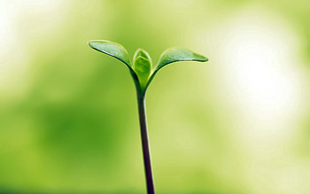 Grass, Macro, Branch, Greens, Sprout HD wallpaper