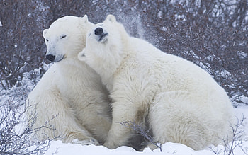 Animals, Bears HD wallpaper