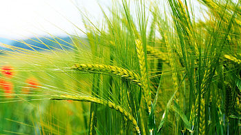 RESEARCH WHEAT HD wallpaper
