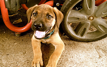 * Dog *, dog, animal, dogs, animals HD wallpaper