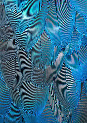 Feather, Macro, Texture, Textures, Iridescent HD phone wallpaper